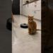Gato Realeza Sobre Robô Aspirador