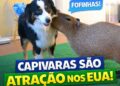 CAPIVARAS NOS EUA VIRAM ATRAÇÃO! 🇧🇷🇺🇲 | #fyp #viral #motivação #curiosidades