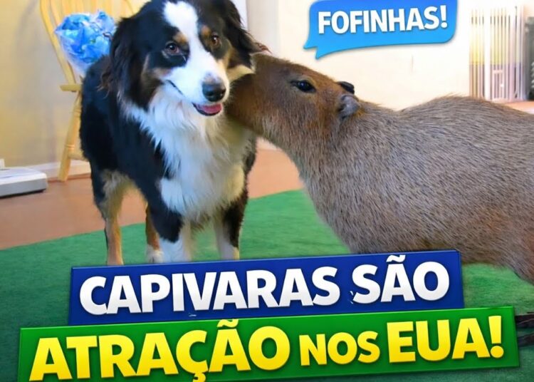 CAPIVARAS NOS EUA VIRAM ATRAÇÃO! 🇧🇷🇺🇲 | #fyp #viral #motivação #curiosidades
