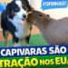 CAPIVARAS NOS EUA VIRAM ATRAÇÃO! 🇧🇷🇺🇲 | #fyp #viral #motivação #curiosidades