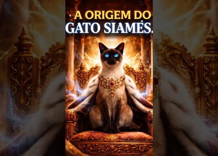 👉 O gato siamês já foi tratado como REALEZA… e hoje manda na sua casa 😂 #gatos #cat