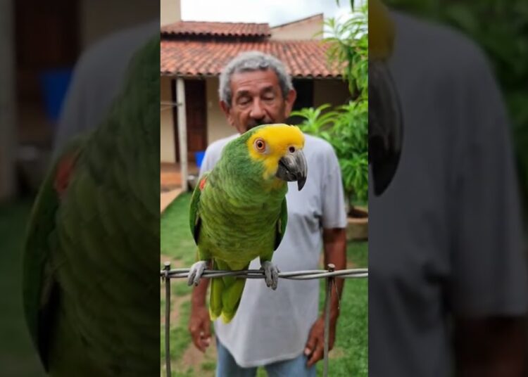 Ele riu da fofoca    até ouvir o FINAL! 😱🦜 Deu ruim