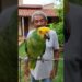 Ele riu da fofoca    até ouvir o FINAL! 😱🦜 Deu ruim