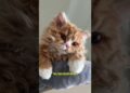Conheça O Selkirk Rex: O Gato Que Parece Da Realeza E Domina A Casa #animais #pets #gatos