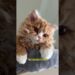 Conheça O Selkirk Rex: O Gato Que Parece Da Realeza E Domina A Casa #animais #pets #gatos