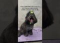 Realeza também toma banho. E, o tratamento é digno de duquesa.#cachorro #petsfofinhos #banhopet
