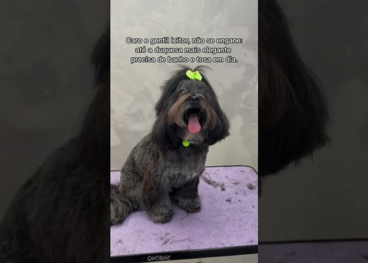 Realeza também toma banho. E, o tratamento é digno de duquesa.#cachorro #petsfofinhos #banhopet