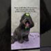 Realeza também toma banho. E, o tratamento é digno de duquesa.#cachorro #petsfofinhos #banhopet