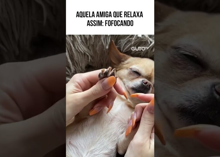 Só relaxa assim: Contando fofocas  #animaisdublados