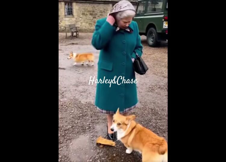 Queen Elizabeth  #princeharry #Queen #QueenElizabeth #Elizabeth #Royal #RoyalFamily