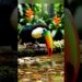 Realeza da Selva ❤️❤️❤️❤️🙏🏿🙏🏿🔥💯 #funnyshorts #memes #mundoanimal