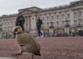Da abdicação a Diana, Harry e ao ex-príncipe Andrew. Uma olhada nos principais escândalos reais britânicos |