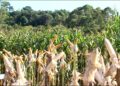 Milharal em Realeza une pesquisa, extensão e cooperativismo para fortalecer a produção rural