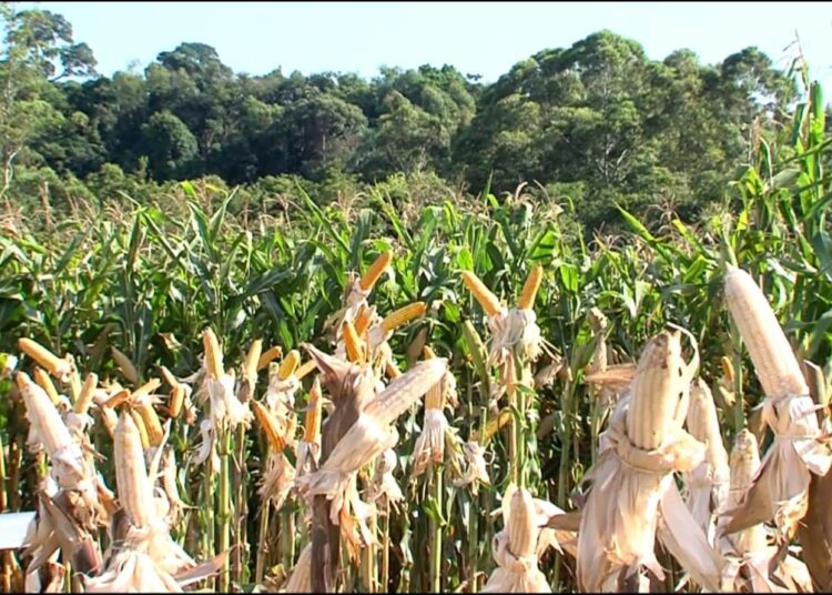 Milharal em Realeza une pesquisa, extensão e cooperativismo para fortalecer a produção rural