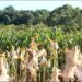 Milharal em Realeza une pesquisa, extensão e cooperativismo para fortalecer a produção rural