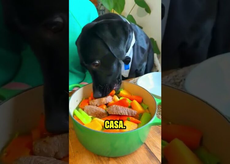 De la calle a la realeza: Cena de gala para un perro rescatado🥺❤️