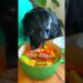 De la calle a la realeza: Cena de gala para un perro rescatado🥺❤️
