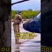 Four Holl ywood Stars with Military Backgrounds#celebrity #shorts #foryou #fyp