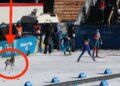 Convidado surpresa ataca o curso dos Jogos Olímpicos de Inverno e a multidão adora