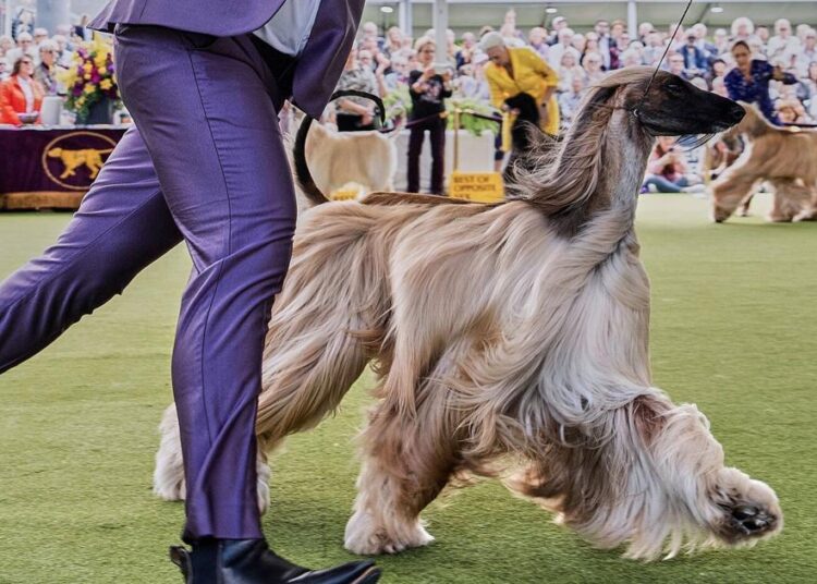 Dog Show 101: O que saber sobre o 150º show de Westminster | Entretenimento