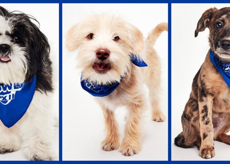 Filhotes da Humane Society of Missouri estrelam no Puppy Bowl XXII