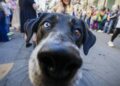 Fotos: Mystic Krewe of Barkus desfila no French Quarter | Entretenimento/Vida