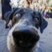 Fotos: Mystic Krewe of Barkus desfila no French Quarter | Entretenimento/Vida