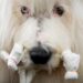 Fotos da exposição canina de Westminster | Notícias de celebridades
