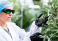 Instalação de cannabis será instalada no centro de entretenimento St. Cloud
