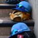 Melhores e piores cenários para Kansas City