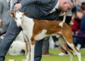 Penny, o Doberman Pinscher, vence a 150ª exposição canina de Westminster | Entretenimento