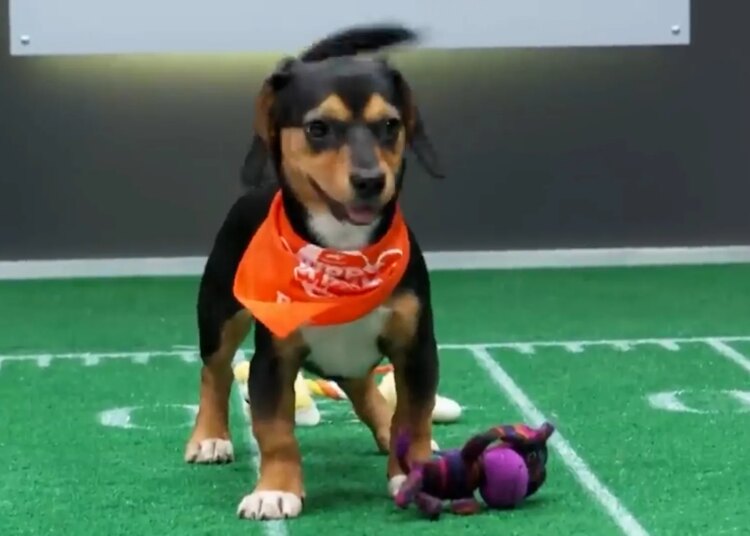 Que horas é Puppy Bowl XXII? Como assistir, transmitir cachorrinhos fofos