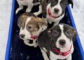 Resgate de animais de Boston perde aposta no Super Bowl e nomeia filhotes em homenagem a Seahawks | Entretenimento