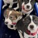 Resgate de animais de Boston perde aposta no Super Bowl e nomeia filhotes em homenagem a Seahawks | Entretenimento