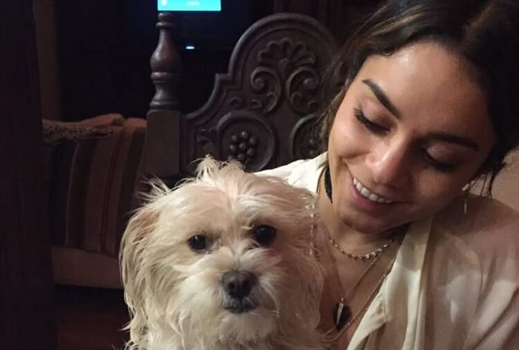 Vanessa Hudgens lamenta a morte da amada cadela Darla | Animais de estimação famosos, Vanessa Hudgens | Notícias e fofocas sobre celebridades | Entretenimento, fotos e vídeos