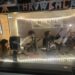 WCFM apresenta o primeiro conjunto de shows 'Tiny Desk' no ar - The Williams Record