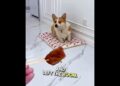 Tell Me Your Dog Is Spoiled Without Telling Me.