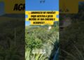 AMANHECEU NO PARAÍSO! DAVID MOSTRA A VISTA INCRÍVEL DE SUA CHÁCARA #DAVID #NATUREZA #PAZ