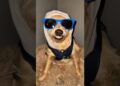 OS CACHORROS MAIS FAMOSOS DO BRASIL! #cachorros #viral #humor