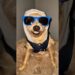 OS CACHORROS MAIS FAMOSOS DO BRASIL! #cachorros #viral #humor