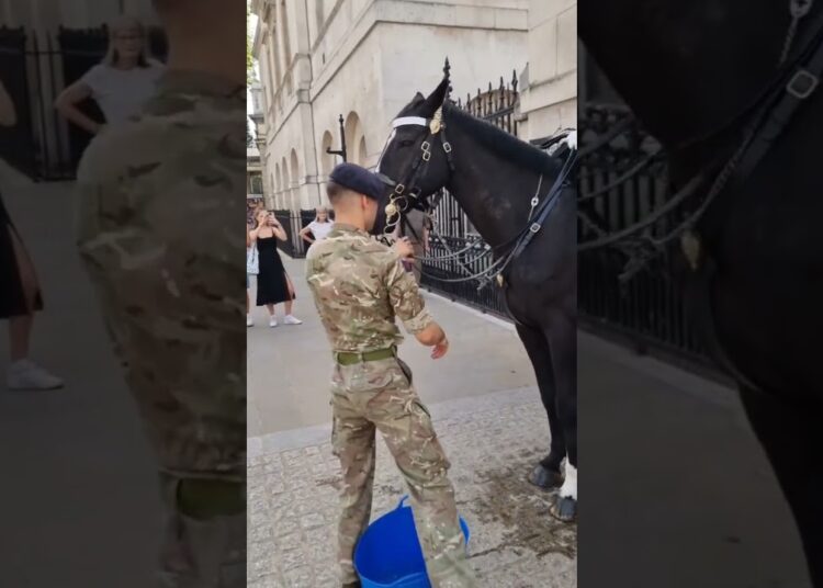 WHAT HAPPENED TO HIM 🥺 #peterellis #respect #kingsguard #buckinghampalace #shorts #realeza