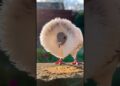 🕊️ Existe una paloma… que parece realeza. ✨ #viral #reels  #birds #aves