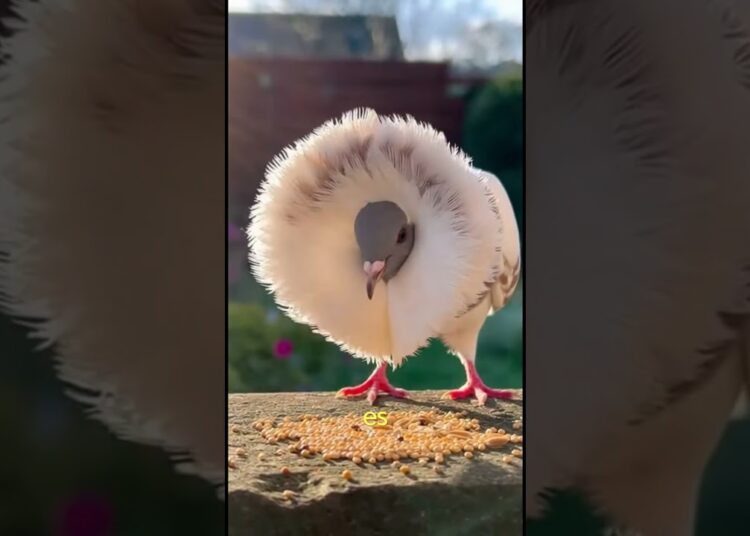 🕊️ Existe una paloma… que parece realeza. ✨ #viral #reels  #birds #aves