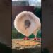 🕊️ Existe una paloma… que parece realeza. ✨ #viral #reels  #birds #aves
