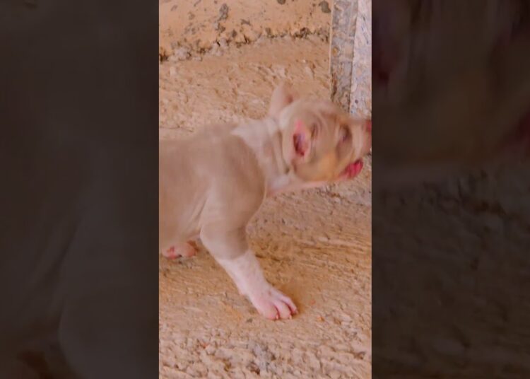 a realeza de minas Gerais! pitmonster forjado do canil bkbbrabo #pitbull