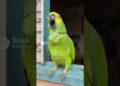O PAPAGAIO ATACA NOVAMENTE 😂 FOI COBRADO PELAS FOFOCAS… E OLHA O QUE ACONTECEU 🤣