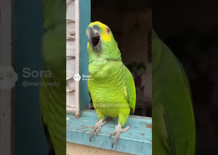 O PAPAGAIO ATACA NOVAMENTE 😂 FOI COBRADO PELAS FOFOCAS… E OLHA O QUE ACONTECEU 🤣