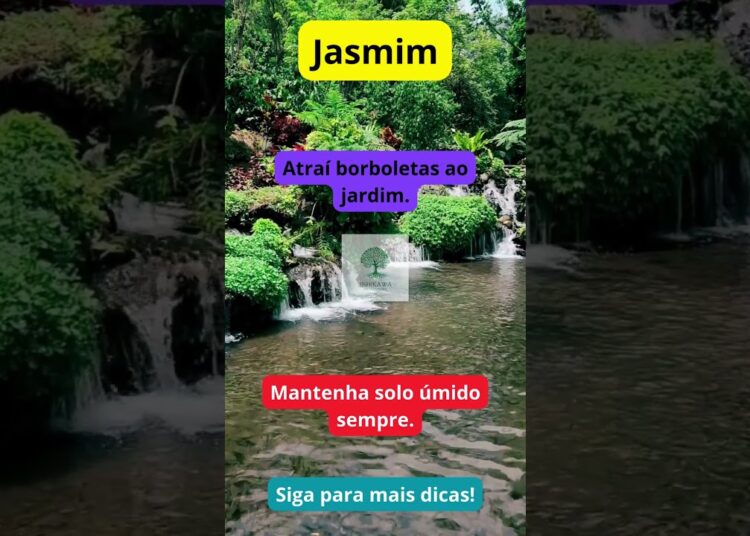 Jasmim: A Realeza do Perfume Noturno