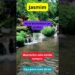 Jasmim: A Realeza do Perfume Noturno