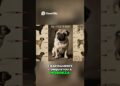 Origem do Pug o milenar companheiro da realeza